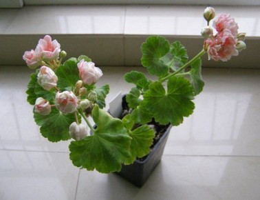 Комнатные растения для детской: радость и безопасность