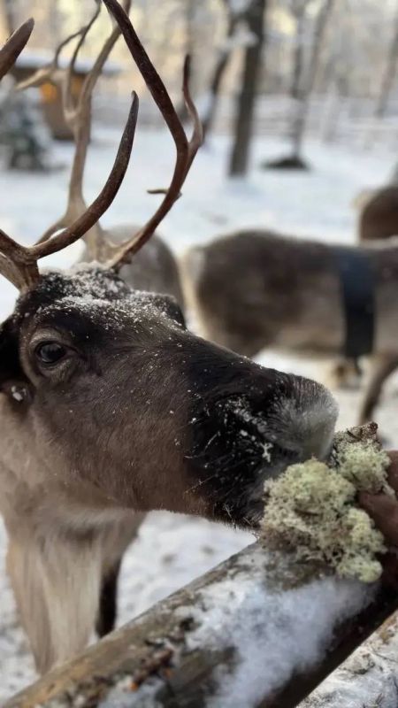 ������ ��������, ����������� ����� � ����� �������