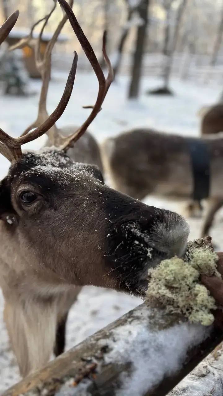 Важные верблюды, дружелюбные олени и милые кролики