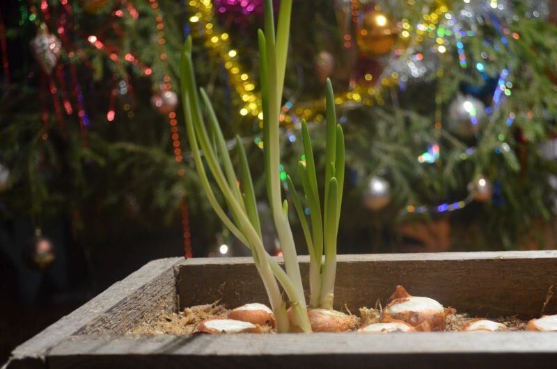 ����������� �������� ���� �� �������: ������� ��������� ��������� �������