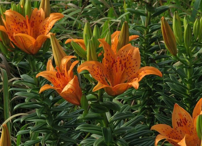 ������� ����� �� �������: ������ ����� ������� �������