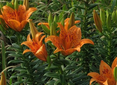 ������� ����� �� �������: ������ ����� ������� �������