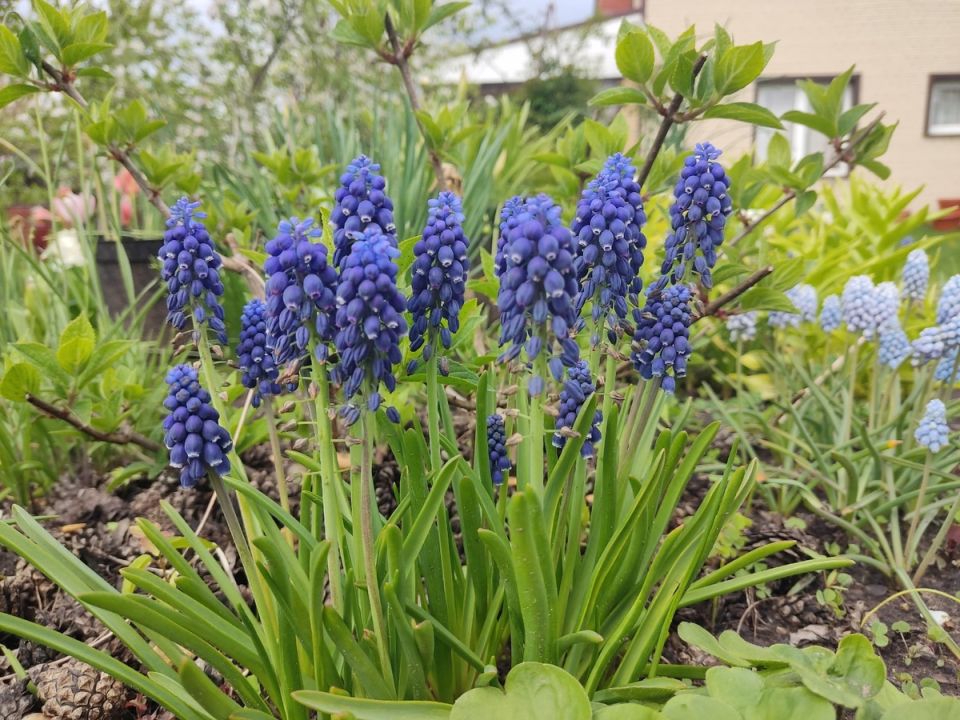 �������: �������� �����, ������� ����������� ������ ���������