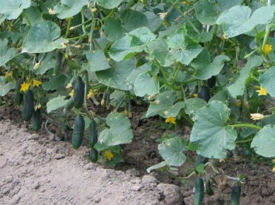 ��� �������� ������ � �������: ������� ������� �����������