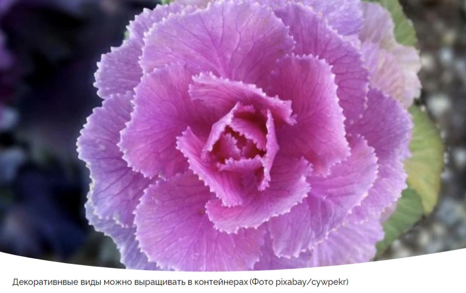 ����������� ������� � �����������: ������ ��� ��������� ���������