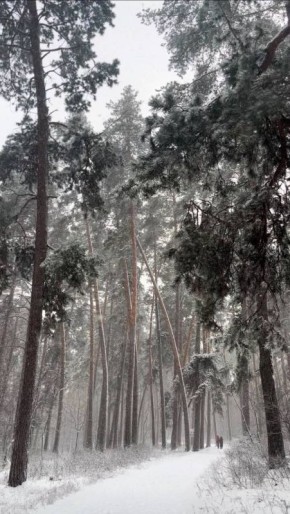 Снег и метель: коротко о погоде на сегодня