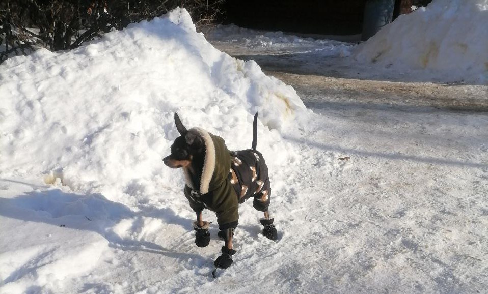Если ваша собака не в восторге от холода и сырости, её можно понять!