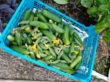 Почему пикули и корнишоны все еще популярны: взгляд на растущий тренд