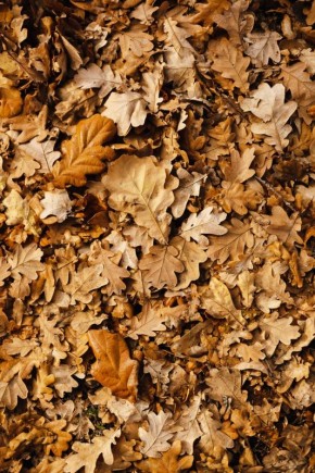 ������� ������: ��������� ��������� ��� ������ ����