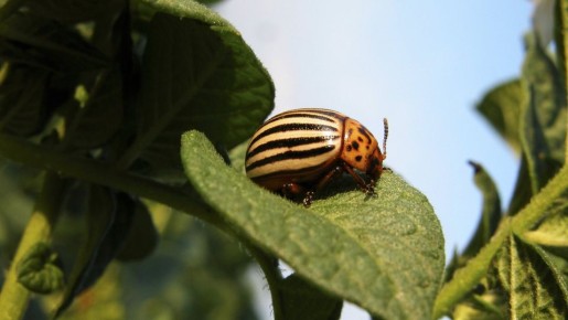 ����������� ���� ����� �������� ��� ��� �� ��������: ���������� ��� �����