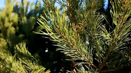 �������� ��������� �������� � �������� ���������� ������ ������������ �� ����� ���������� ������� � �������: