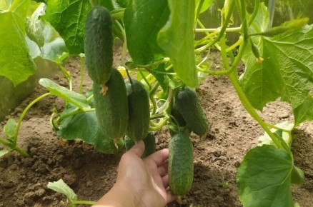 ������ �������: ������� � ��������������