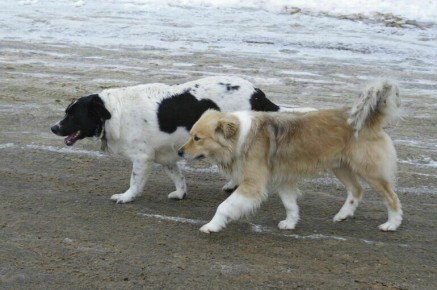 ������� ������� ����� �������������� ���������� ������ �� ���������� ��������