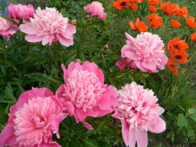 ������ ��������� ���������: 1-7 ����