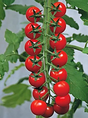 ��������� ������ ������� �������: ������ ���� � ��������� �����������