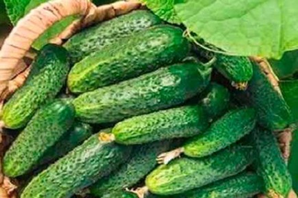 ������ �����: ���������� ���� ��� ������ ������� � 2026 ����