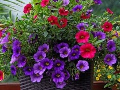 ��� ��������� ������� �� �����: ������ ��� ���������� �������� � �����