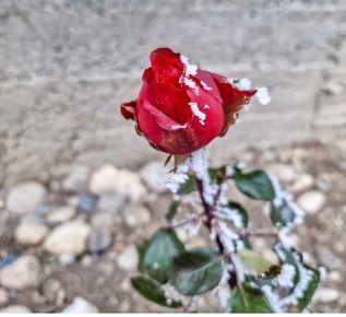 ������� ���� �����, ������