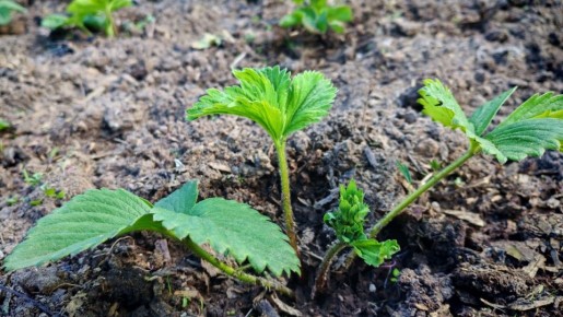 ������� �������� ������� ������� ��������