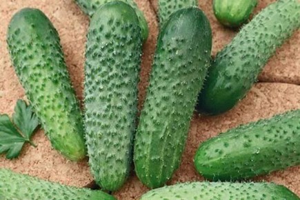 ������ ��������: ������� ����� � ��������� �������� ��� �����������