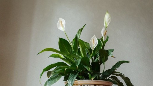 ��� ����������� ���� ������� ���������� �������: ������� ��������� �����