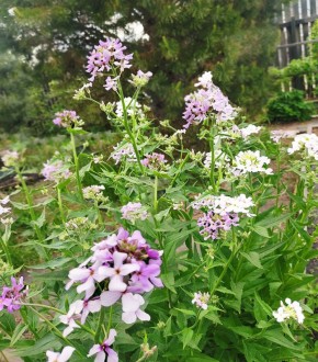 Загадка вечерницы матроны: простота, которая завораживает