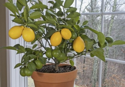 ���������� ���������� �������� �����