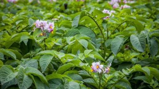 ��� �������� ������ ��������� �� ������������ ���� �������� � ������������ ����������