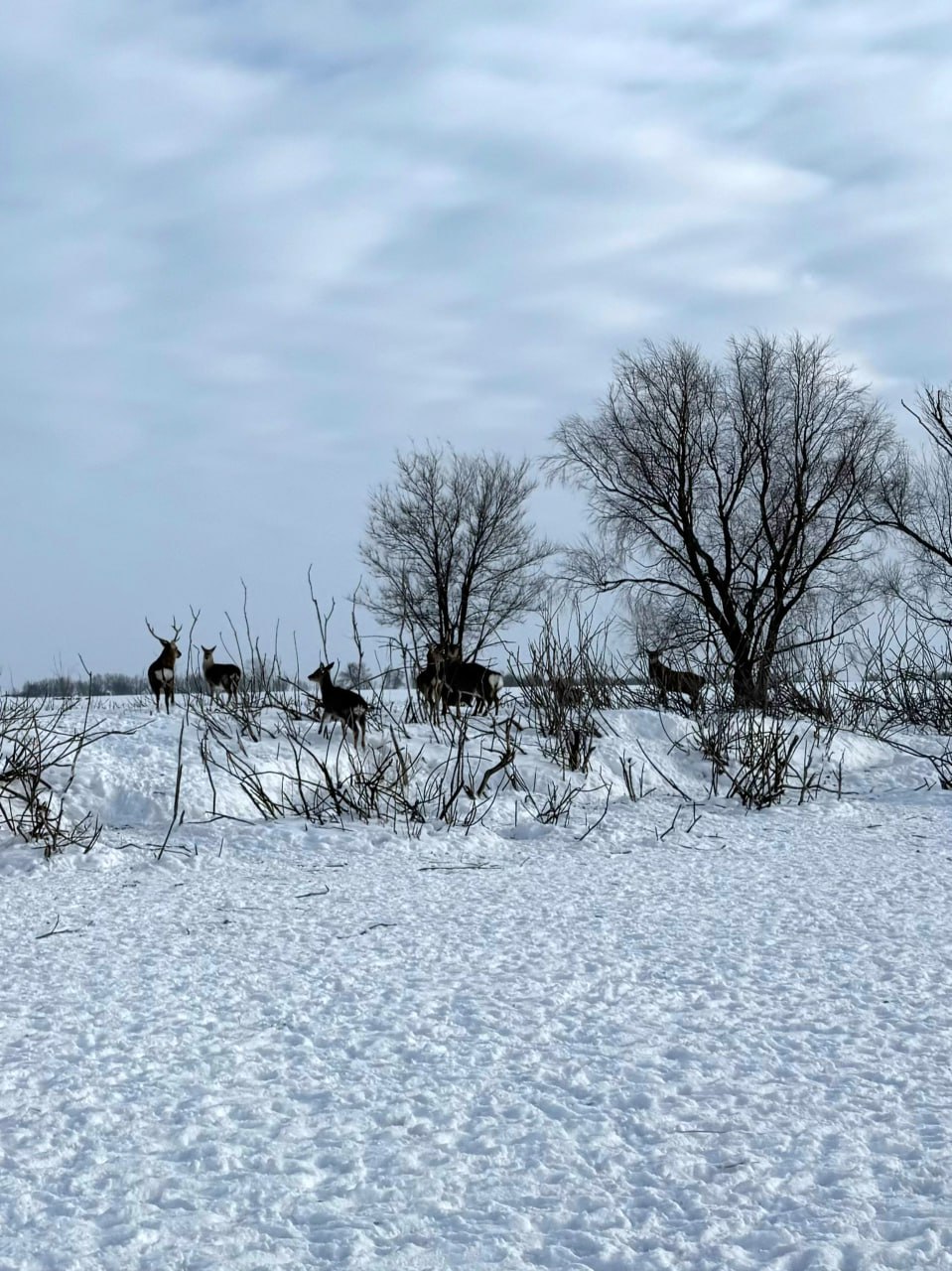 «Уникальные места Самарской области и столь разнообразная фауна», – пишет наш подписчик, заместитель председателя общественного совета при У МВД России по Тольятти Николай Шахов «Уникальные места Самарской области и столь разнообразная фауна», – пишет наш подписчик, заместитель председателя общественного совета при У МВД России по Тольятти Николай Шахов