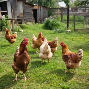 ���������� �������� � ������ ��� ���: ��� ��������� ���� �� ������