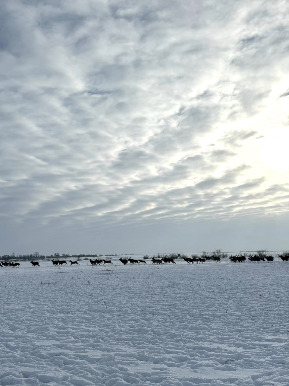 «Уникальные места Самарской области и столь разнообразная фауна», – пишет наш подписчик, заместитель председателя общественного совета при У МВД России по Тольятти Николай Шахов «Уникальные места Самарской области и столь разнообразная фауна», – пишет наш подписчик, заместитель председателя общественного совета при У МВД России по Тольятти Николай Шахов