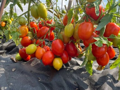 Проверенные томаты для открытого грунта: низкорослые и высокоурожайные