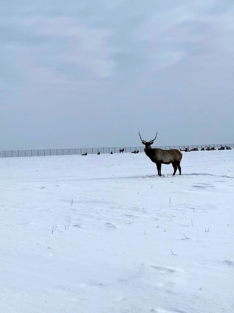 «Уникальные места Самарской области и столь разнообразная фауна», – пишет наш подписчик, заместитель председателя общественного совета при У МВД России по Тольятти Николай Шахов