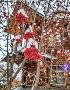 ������� ���� �������� ���, ������