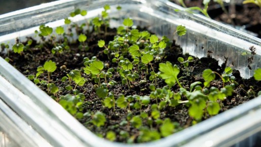 ��� ��������� ��������� ������� ��������� � �������� ������� �������