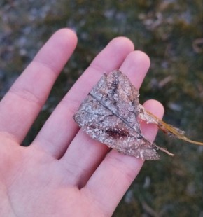 ���� �������� ���, � ��� ��� �������� �?