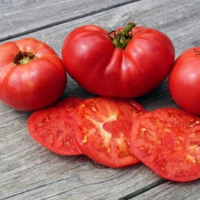 Томат Новый большой гном: компактный куст, крупные плоды и простота ухода