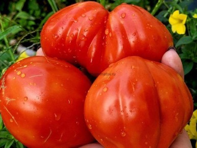 ����� ������ ����: ������� ����� � ����������� ����������� ��������