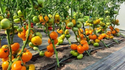 Янтарный мед: сладкие плоды для тепличного урожая и свежих салатов