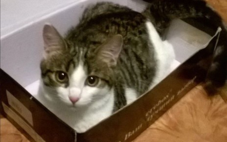 Наблюдательный взгляд: как новые меры контроля за домашними животными меняют повседневность