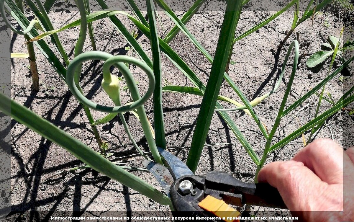 Как правильно удалять чесночные стрелки и что с ними делать