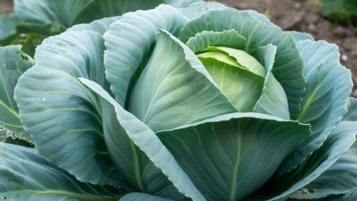 ��� ����� ������� ������� ������� ������ �������: ������� ������ �������� ��� � ����