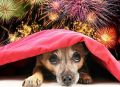 Как защитить собаку от новогодних фейерверков: полезные советы для заботливых хозяев