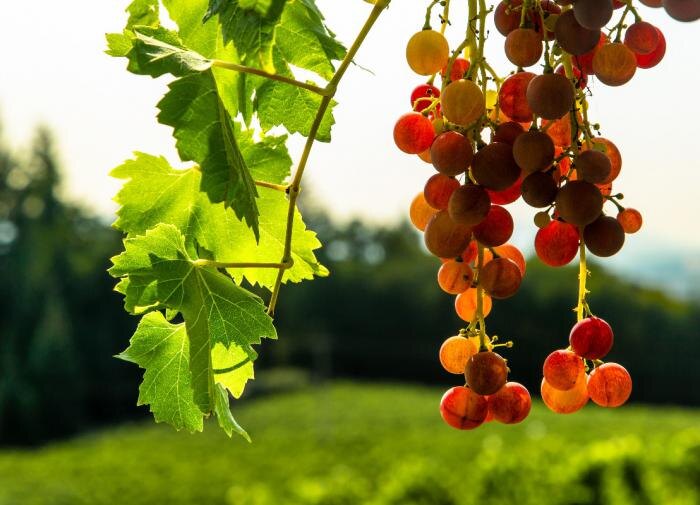 Успех в виноградарстве: что нужно сделать в августе