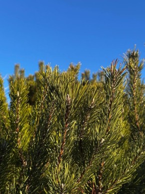 Тольятти, просыпаемся с улыбкой! Актуальный прогноз погоды на день