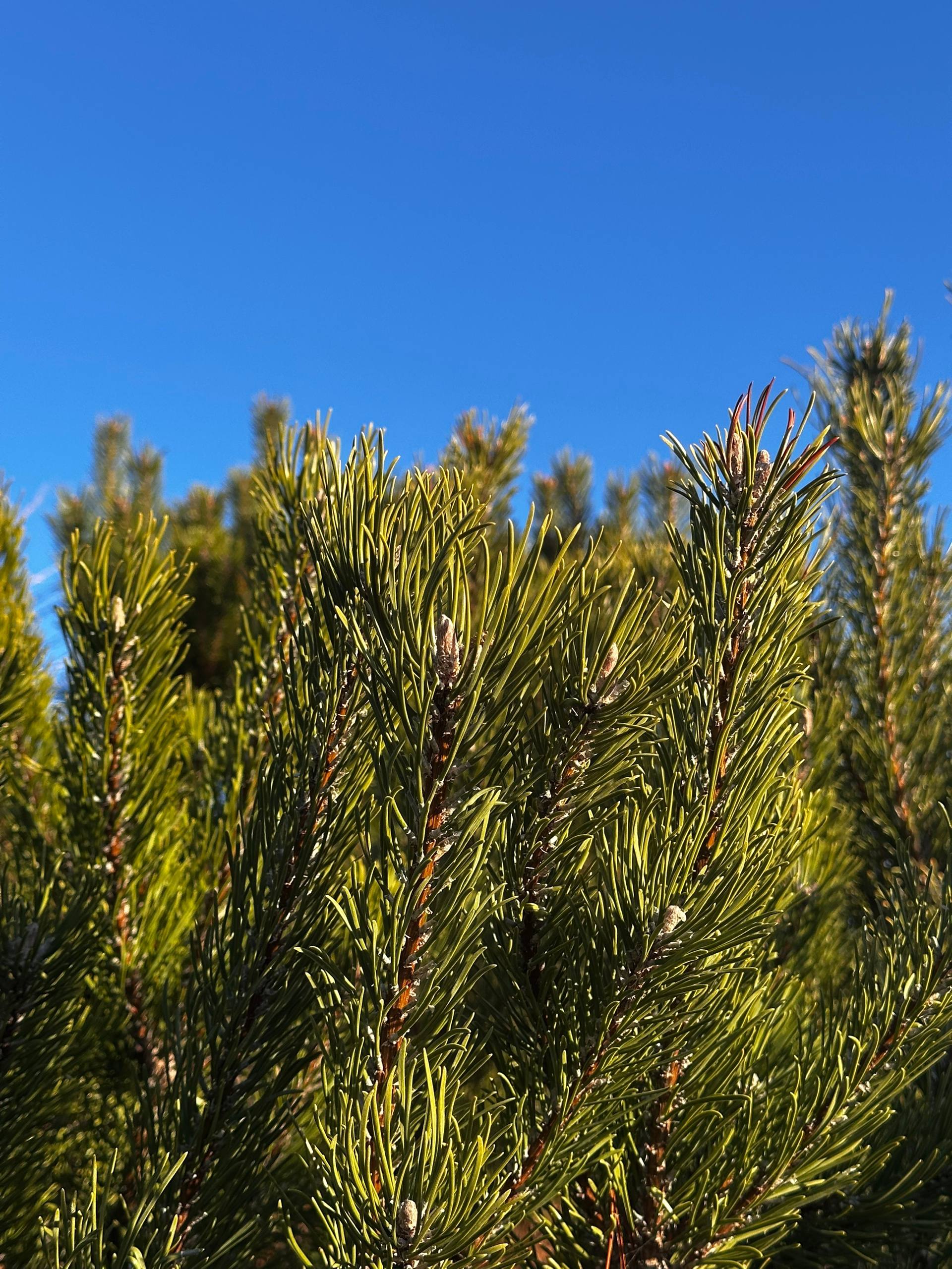 Тольятти, просыпаемся с улыбкой! Актуальный прогноз погоды на день