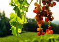 Успех в виноградарстве: что нужно сделать в августе
