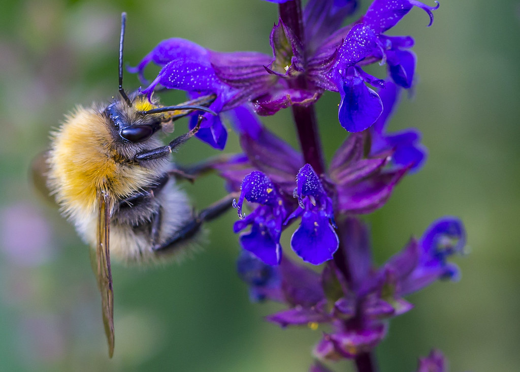 Садовые рыцари: как цветы защищают огород от вредителей