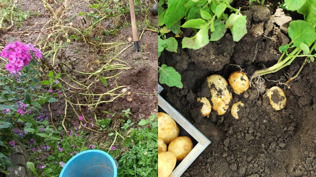 Как успешно хранить картофель до мая: советы опытных огородников