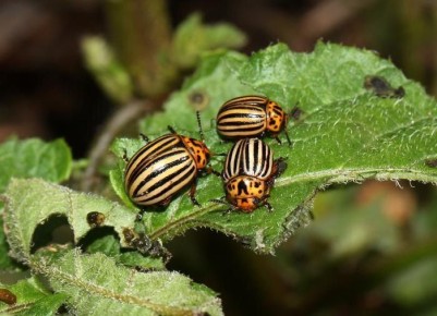 ��������� �������: �������� �������� ������ ������������� ������